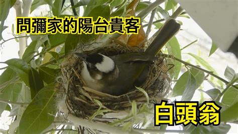 小鳥在陽台築巢 台灣國運2024